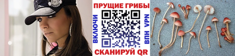 Галлюциногенные грибы Psilocybe  blacksprut маркетплейс  Называевск 